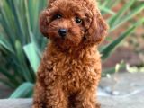 Red Toy Poodle Sevi̇mli̇ Yavrular