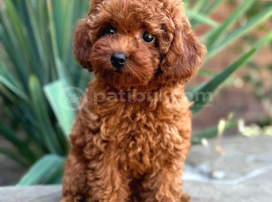 Red Toy Poodle Sevi̇mli̇ Yavrular görsel
