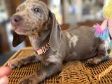 Renkli Gözlü Dachshund