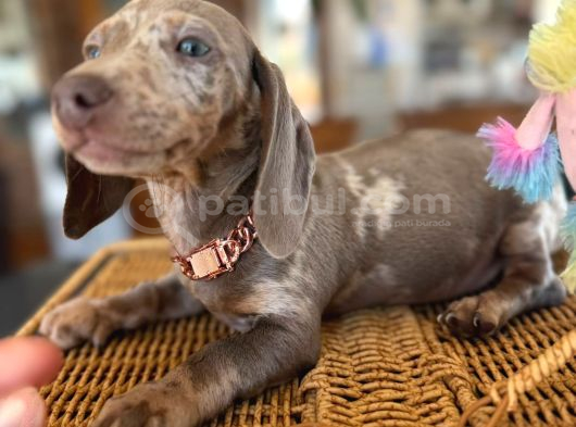 Renkli Gözlü Dachshund görsel