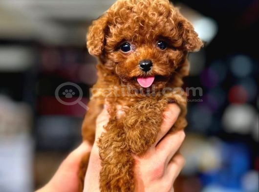 Dünya Tatlısı ToyPoodle Yavrular sizlerle