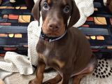 SAFKAN KIZIL DOBERMAN 3 aylık