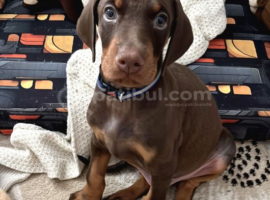 SAFKAN KIZIL DOBERMAN 3 aylık