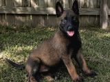 Erkek-Dişi Belçika Malinois