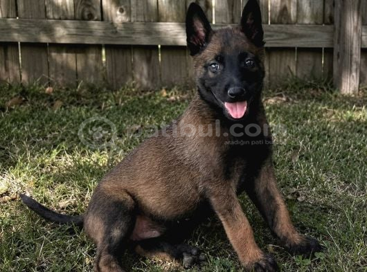 Erkek-Dişi Belçika Malinois