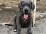 Blue Erkek Cane Corso Yavrular