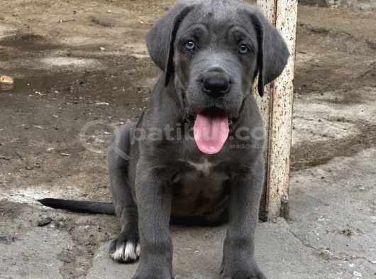 Blue Erkek Cane Corso Yavrular görsel
