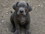 Blue Erkek Cane Corso Yavrular