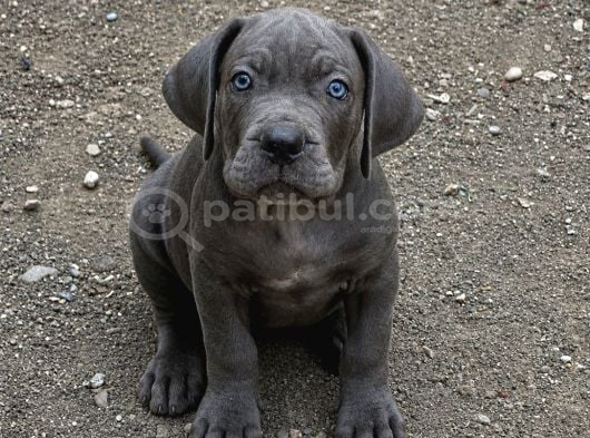 Blue Erkek Cane Corso Yavrular