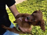 2 Aylık Maltipoo