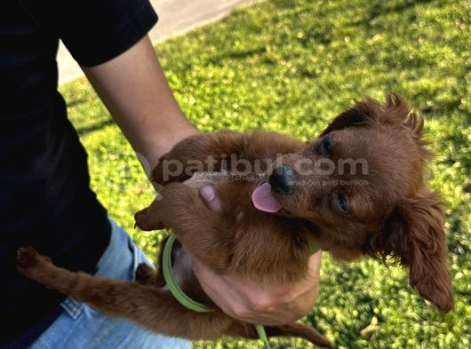 2 Aylık Maltipoo görsel