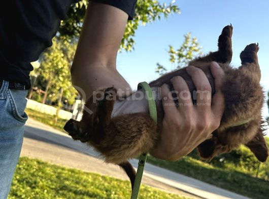 2 Aylık Maltipoo görsel