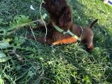 2 Aylık Maltipoo