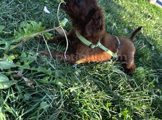 2 Aylık Maltipoo görsel
