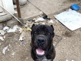 1Yıl 11Aylık Cane Corso Scr Li Erkek