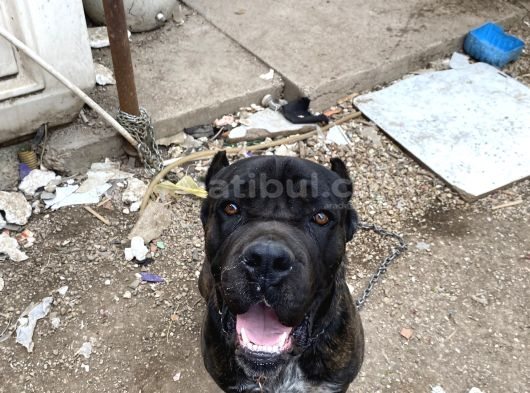 1Yıl 11Aylık Cane Corso Scr Li Erkek görsel