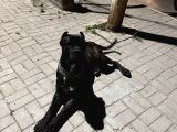 1Yıl 11Aylık Cane Corso Scr Li Erkek