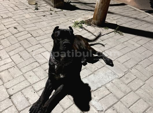 1Yıl 11Aylık Cane Corso Scr Li Erkek görsel