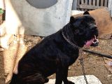 1Yıl 11Aylık Cane Corso Scr Li Erkek