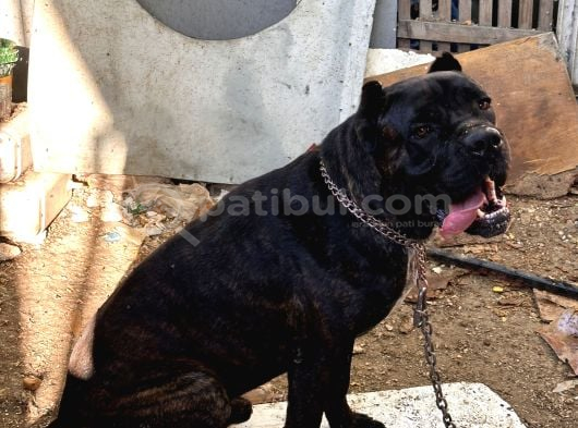 1yıl 11aylık cane corso scr li erkek
