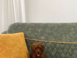 Kore Toypoodle
