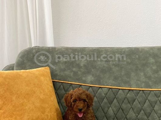 Kore toypoodle