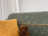 Kore Toypoodle