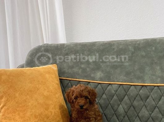 Kore Toypoodle görsel