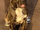 1Yıl 11Aylık Cane Corso Scr Li Erkek