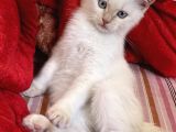 4 Aylik Bri̇ti̇sh Kedi̇ Ankara