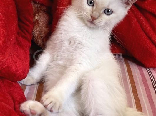 4 Aylik Bri̇ti̇sh Kedi̇ Ankara görsel