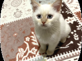 4 Aylik Bri̇ti̇sh Kedi̇ Ankara