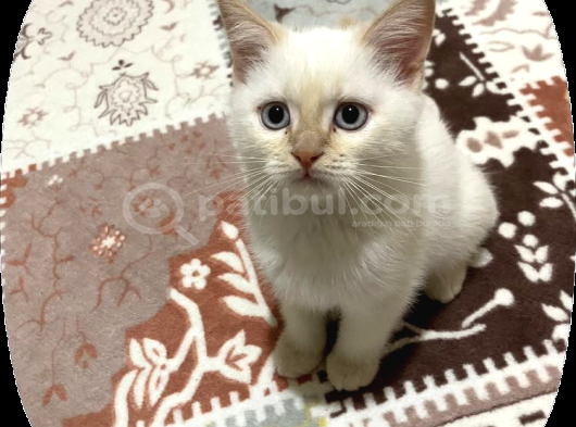 4 Aylik Bri̇ti̇sh Kedi̇ Ankara görsel
