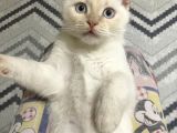 4 Aylik Bri̇ti̇sh Kedi̇ Ankara