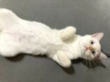 4 Aylik Bri̇ti̇sh Kedi̇ Ankara