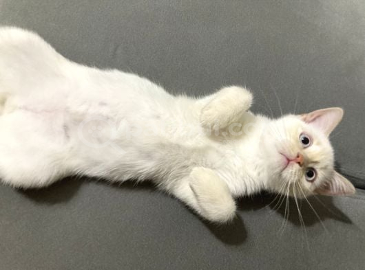 4 Aylik Bri̇ti̇sh Kedi̇ Ankara görsel
