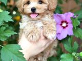 Mini Maltipoo Sevimli Yavrular