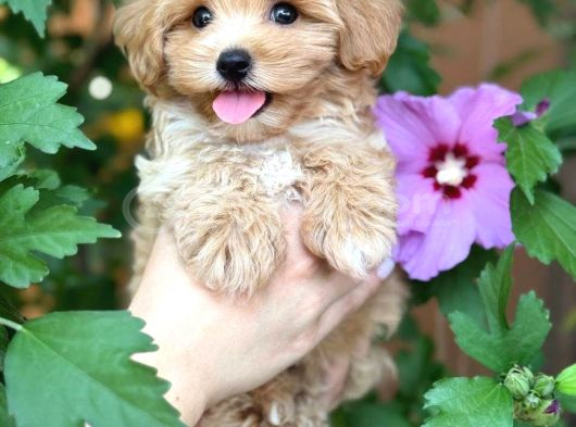 Mini Maltipoo Sevimli Yavrular görsel