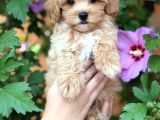 Mini Maltipoo Sevimli Yavrular