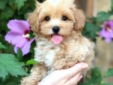 Mini maltipoo Sevimli Yavrular