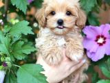 Mini Maltipoo Sevimli Yavrular