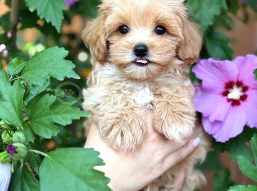 Mini Maltipoo Sevimli Yavrular görsel