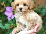 Mini Maltipoo Sevimli Yavrular