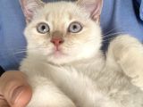 4 Aylik Bri̇ti̇sh Kedi̇ Ankara