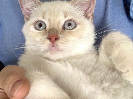 4 Aylik Bri̇ti̇sh Kedi̇ Ankara