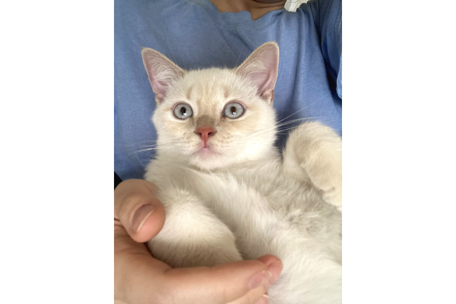 4 Aylik Brİtİsh Kedİ Ankara