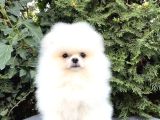 Ayı Surat Boo Pomeranian Üst Kalite