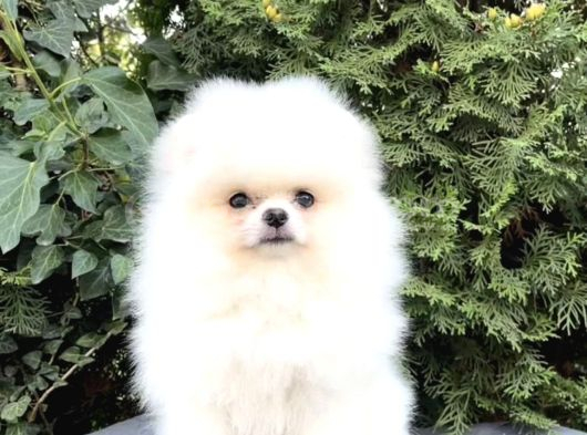 Ayı Surat Boo Pomeranian Üst Kalite