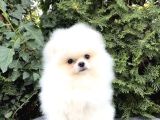 Ayı Surat Boo Pomeranian Üst Kalite