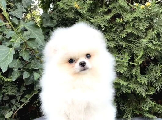Ayı Surat Boo Pomeranian Üst Kalite görsel